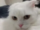 Acil Yuva Arıyor - 10 Aylık Scottish Fold (Ücretsiz / Çip Devriyle)