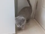 Ücretsiz Safkan Scottish Fold Kedimiz Çok Sevecen