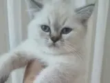 Ailenizin yeni üyesi