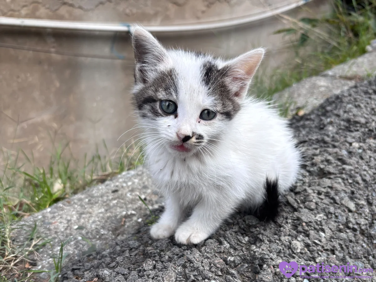 Domestic shorthair 4