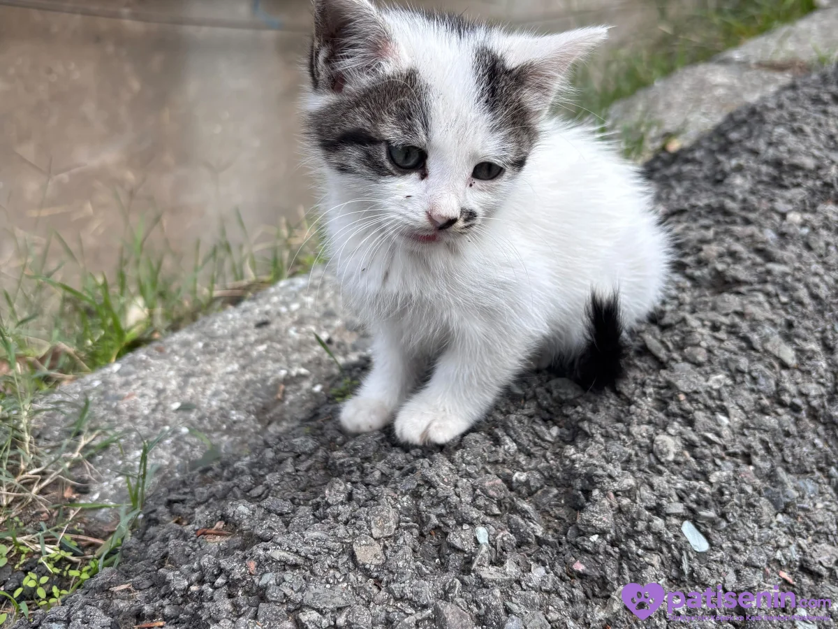 Domestic shorthair 5