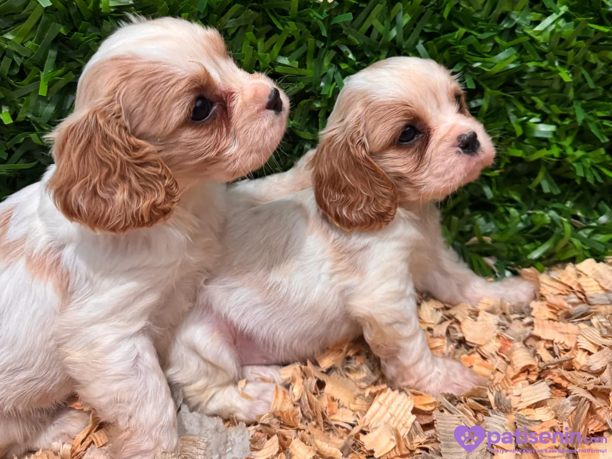 Ruhsatlı Çiflikten safkan cavalier king Charles yavruları 5