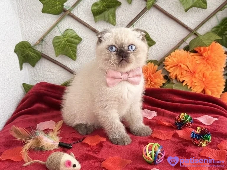 OYUNCAK BEBEK DİŞİ BLUEPOİNT SCOTİSH BEBEK 2