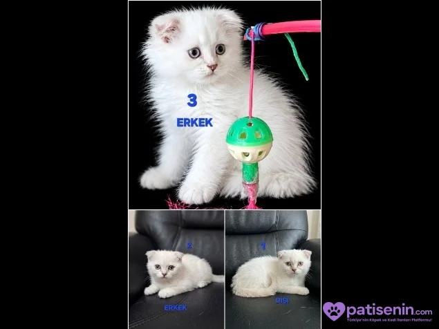 PAMUK ŞEKERLERİM🥰🍭 3