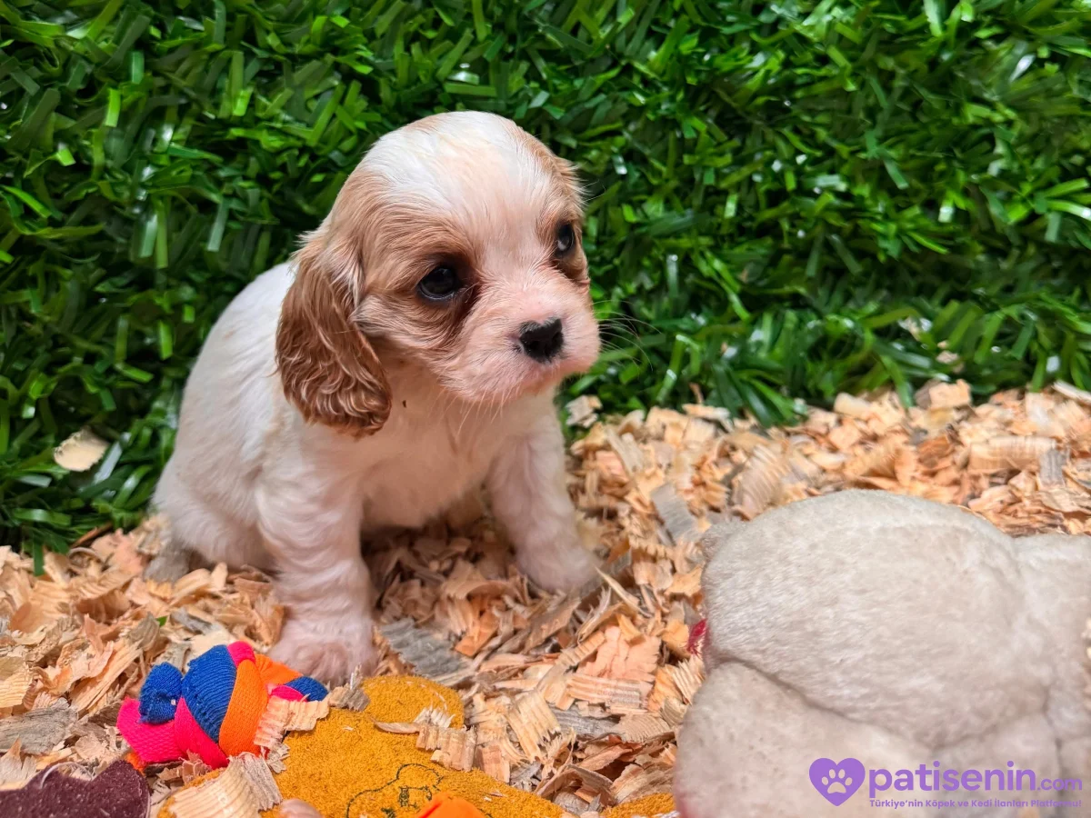 Ruhsatlı Çiflikten safkan cavalier king Charles yavruları 3