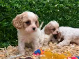 Ruhsatlı Çiflikten safkan cavalier king Charles yavruları