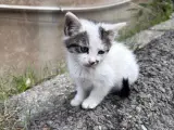 Domestic shorthair