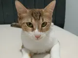 3 yaşında dişi tekir kedi