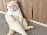 2 yaşında kısır erkek scotısh