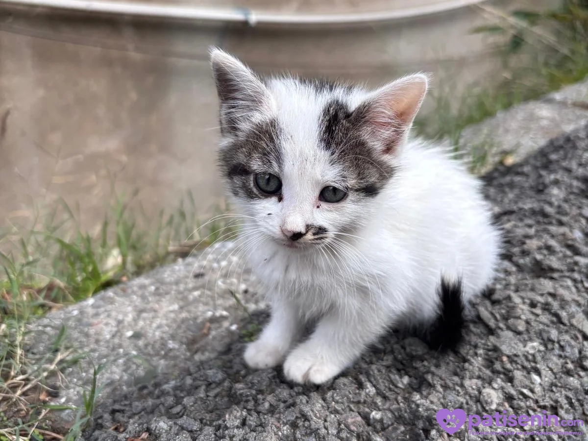Domestic shorthair 3