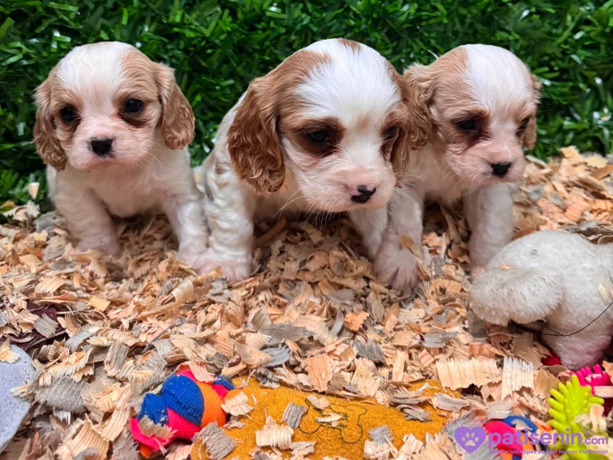 Ruhsatlı Çiflikten safkan cavalier king Charles yavruları 4