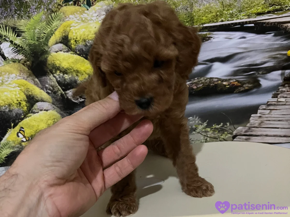 Çok Tatlı, 2 Aylık Orijinal Toy Poodle 3