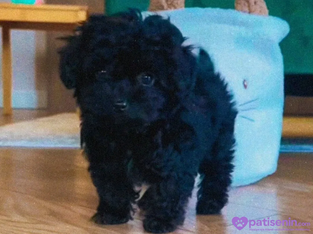 Safkan Toy Poodle Yavrumuz Çok Akıllı 3