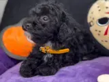 Safkan Toy Poodle Yavrumuz Çok Akıllı