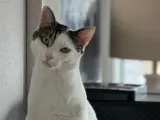 Sevimli bir ev arkadaşı