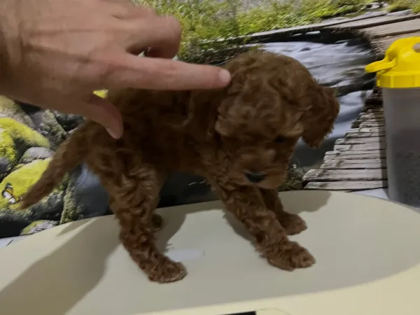 Çok Tatlı, 2 Aylık Orijinal Toy Poodle
