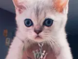 Safkan kedilerimiz