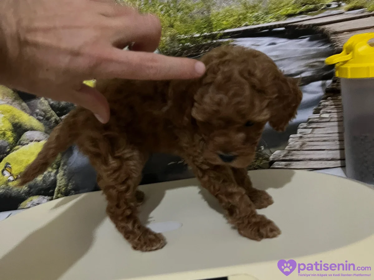 Çok Tatlı, 2 Aylık Orijinal Toy Poodle 1