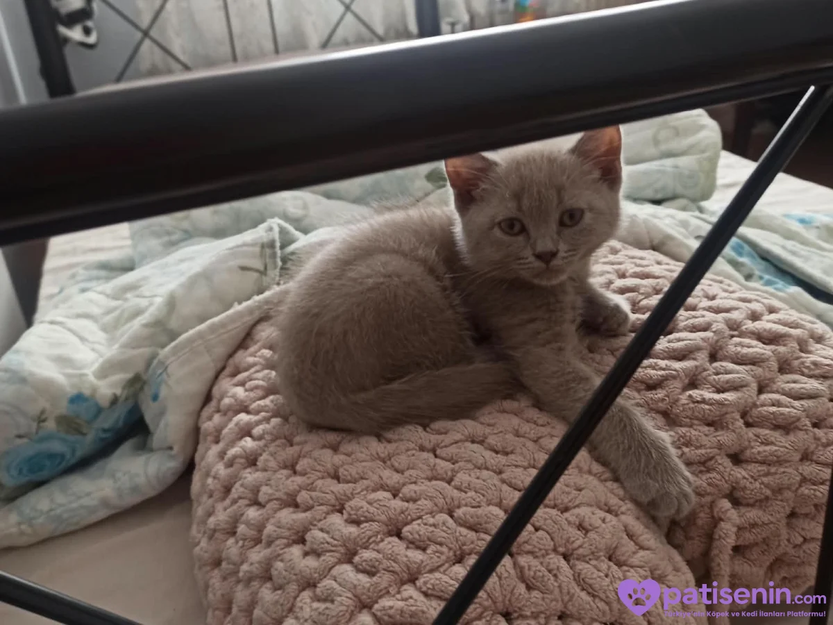 Beritish shorthair gri 50 günlük acil yuva :) 4