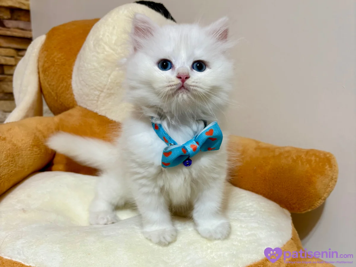 Kaliteli British Longhair Cream-Silver-White Bebekler 9