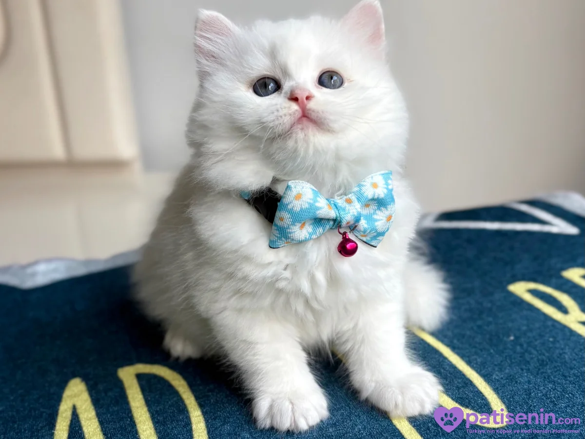 Kaliteli British Longhair Cream-Silver-White Bebekler 5