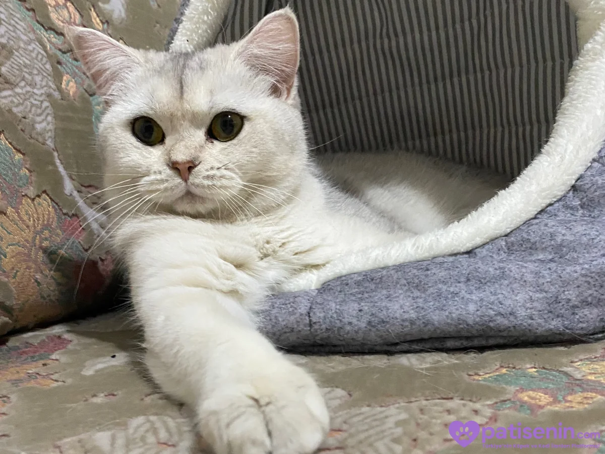 Safkan British Longhair Kedimiz 4