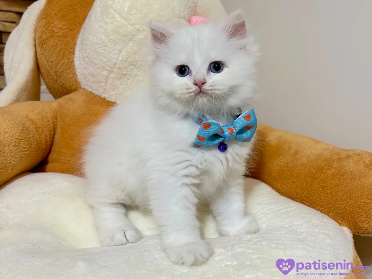 Kaliteli British Longhair Cream-Silver-White Bebekler 3