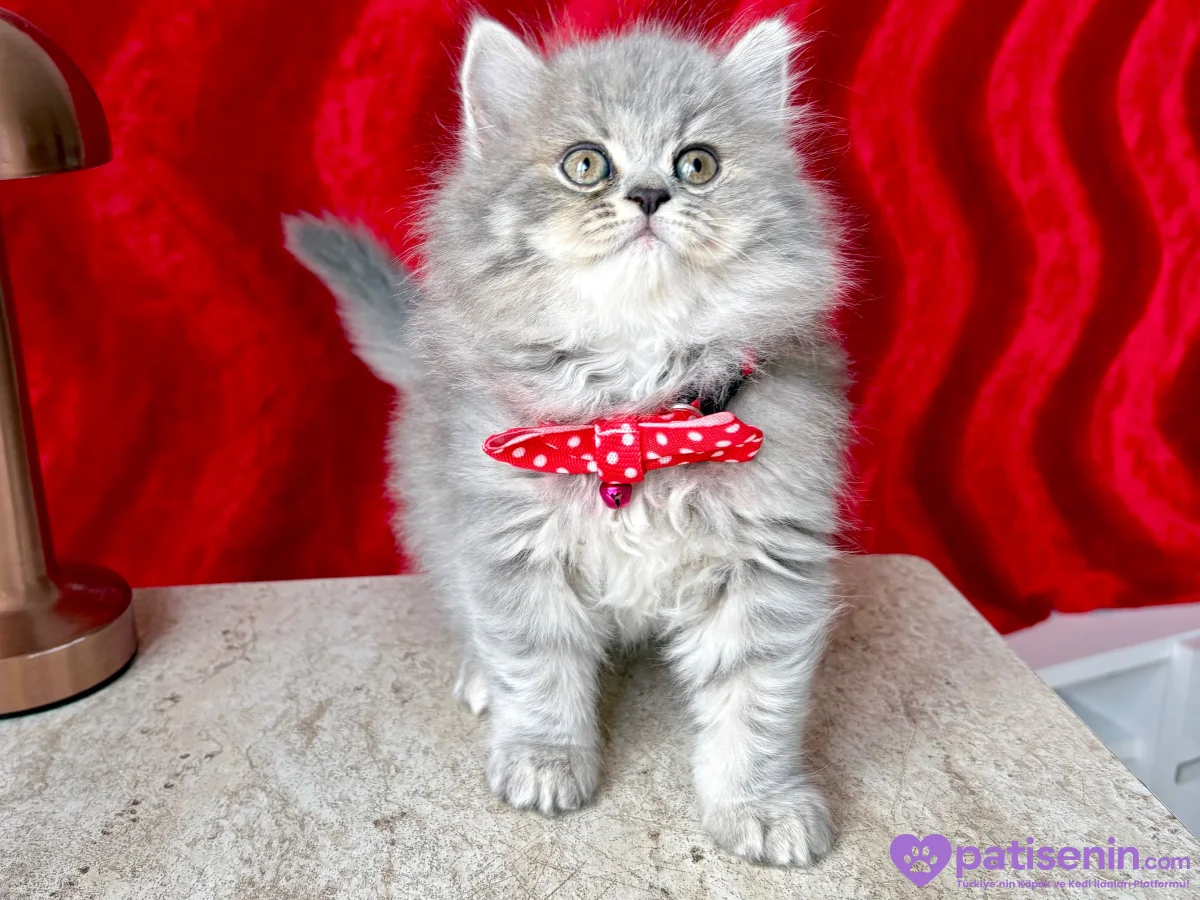 Kaliteli British Longhair Cream-Silver-White Bebekler 2