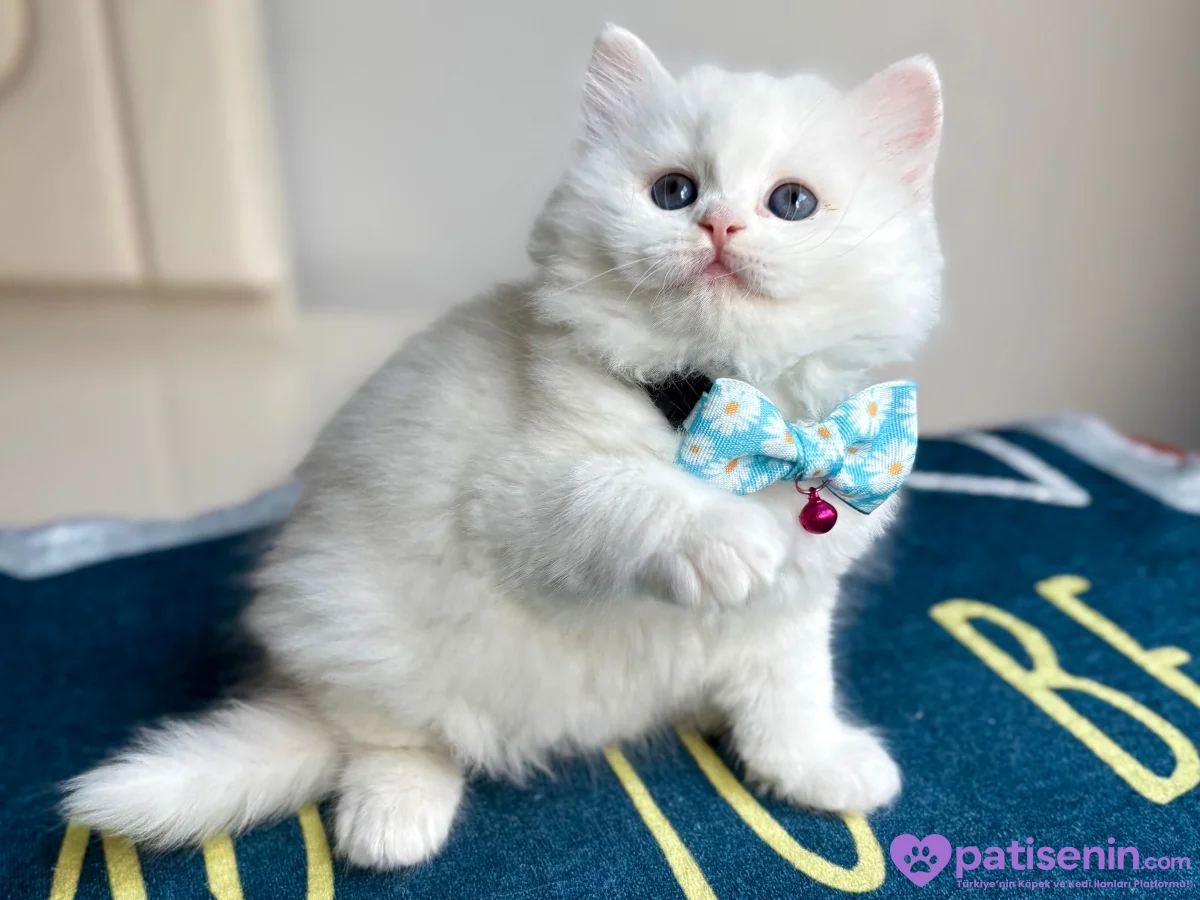 Kaliteli British Longhair Cream-Silver-White Bebekler 8