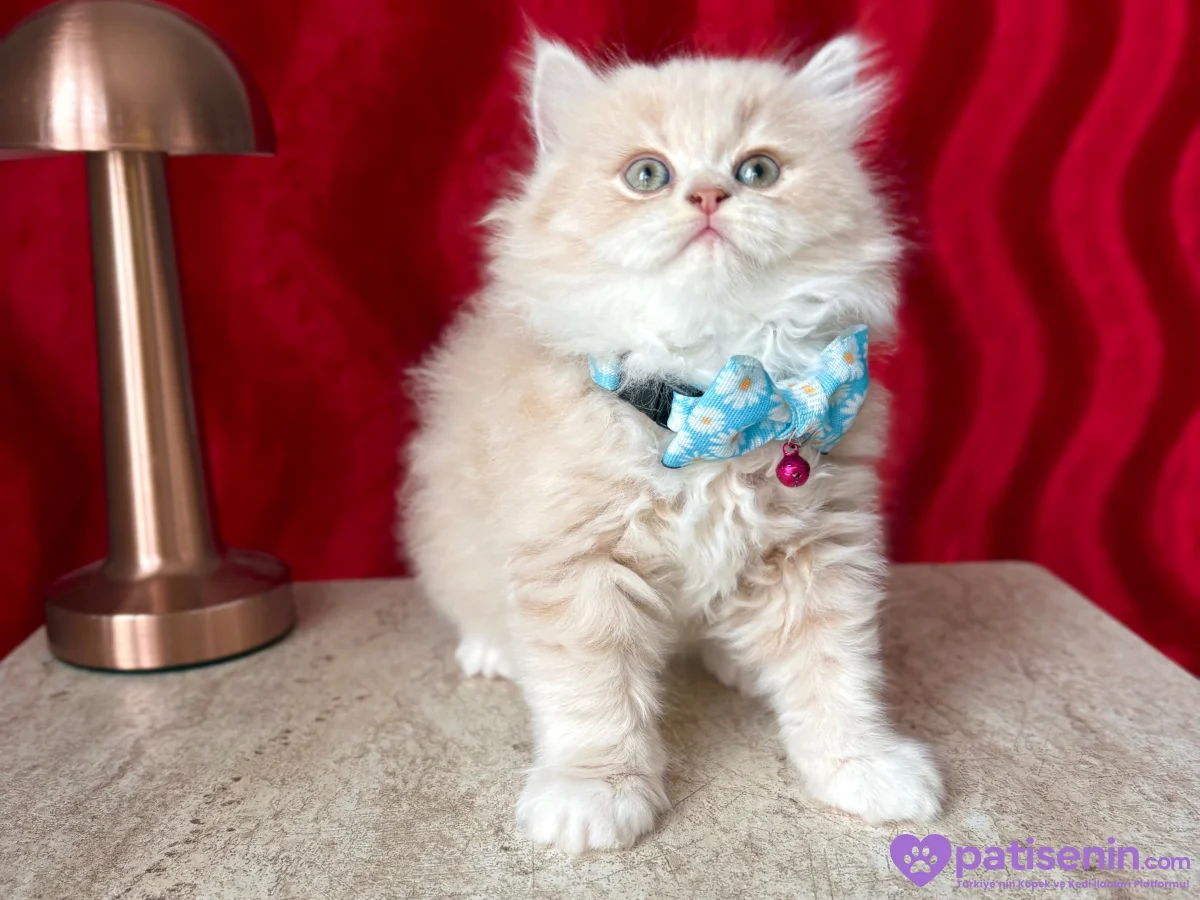 Kaliteli British Longhair Cream-Silver-White Bebekler 1