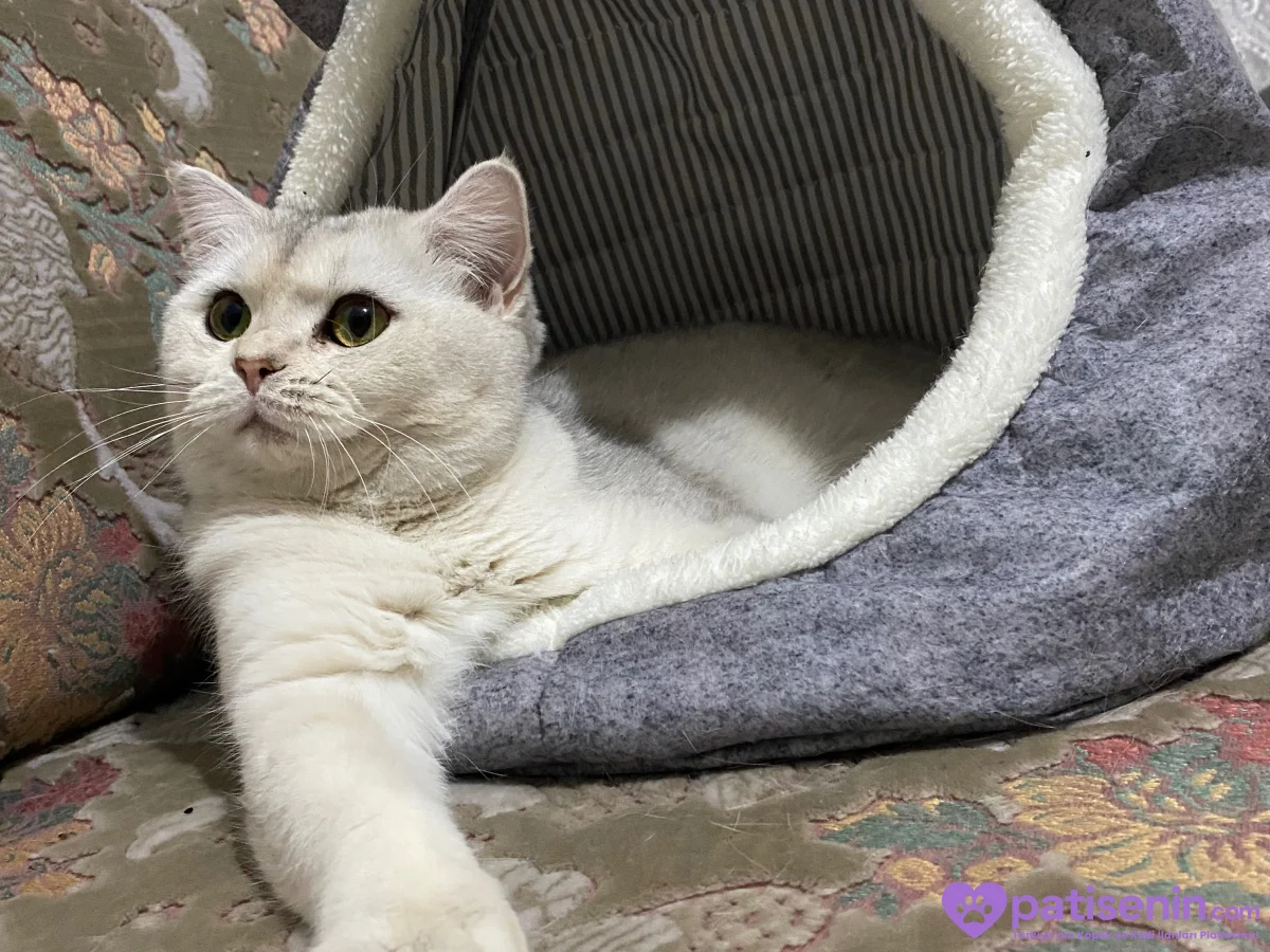 Safkan British Longhair Kedimiz 3
