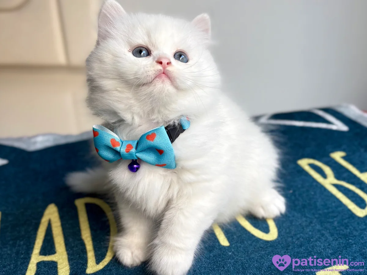 Kaliteli British Longhair Cream-Silver-White Bebekler 4