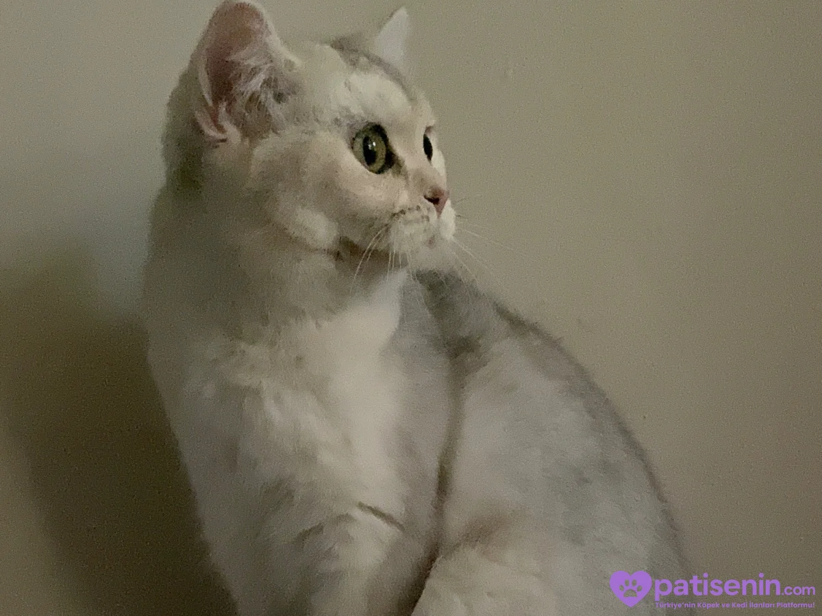 Safkan British Longhair Kedimiz 5