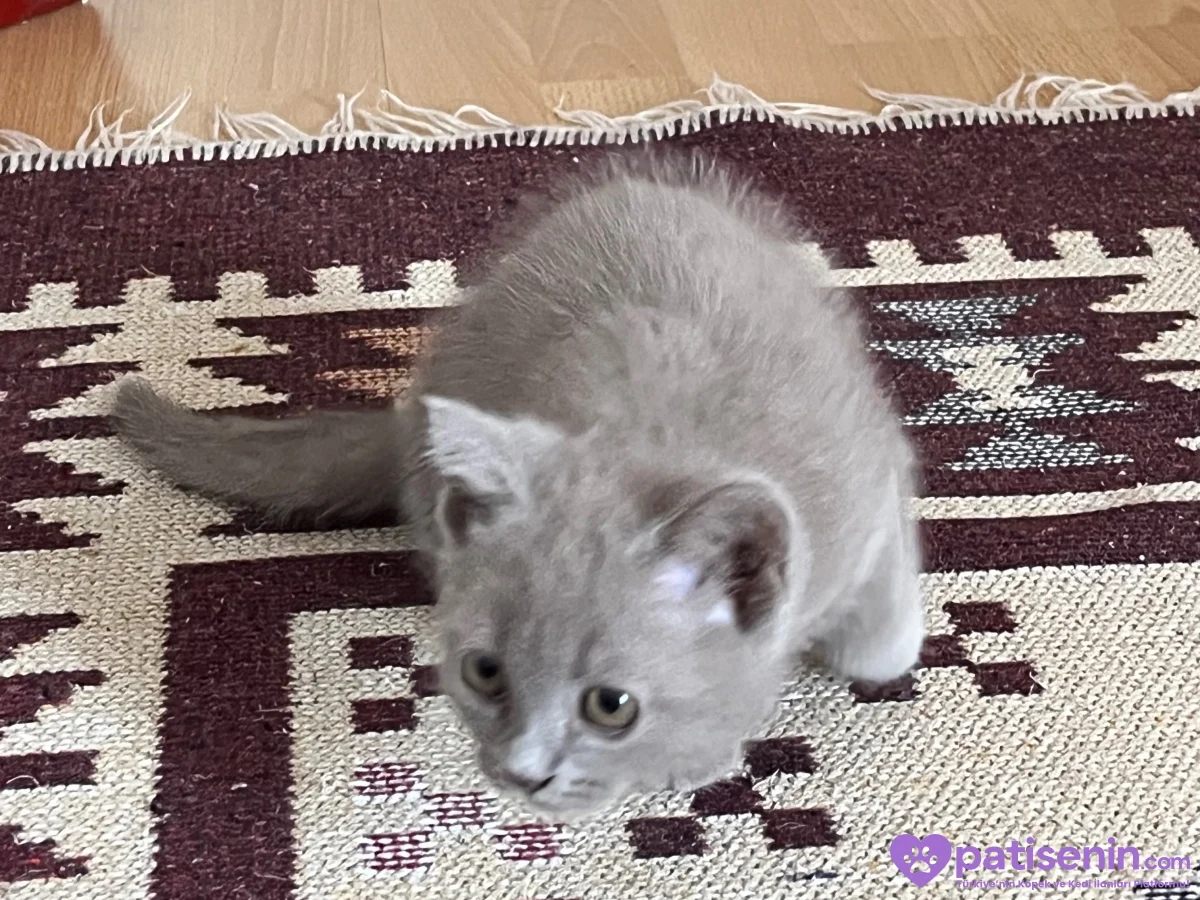 Beritish shorthair gri 50 günlük acil yuva :) 7