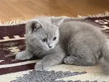 Beritish shorthair gri 50 günlük acil yuva :)