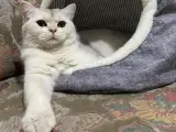 Safkan British Longhair Kedimiz