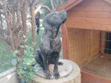 1 yaşında erkek cane corso