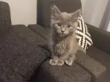 3 aylık saahiblendirmek istiyorum