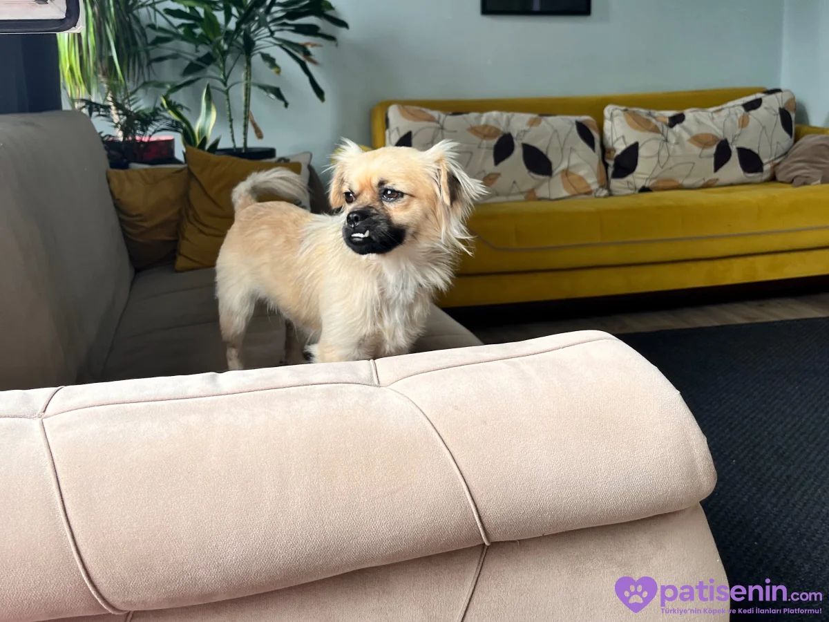 pekinez cinsi erkek- istanbul içi 5