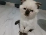 Top kafa minnoşlar teslime hazır