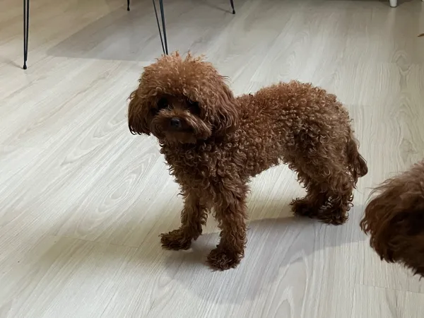 En İyisini İsteyene! Çok Tatlı, 1.600 gr, 10 Aylık Teacup Poodle