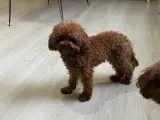 En İyisini İsteyene! Çok Tatlı, 1.600 gr, 10 Aylık Teacup Poodle
