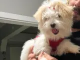 15 aylık mini morkie