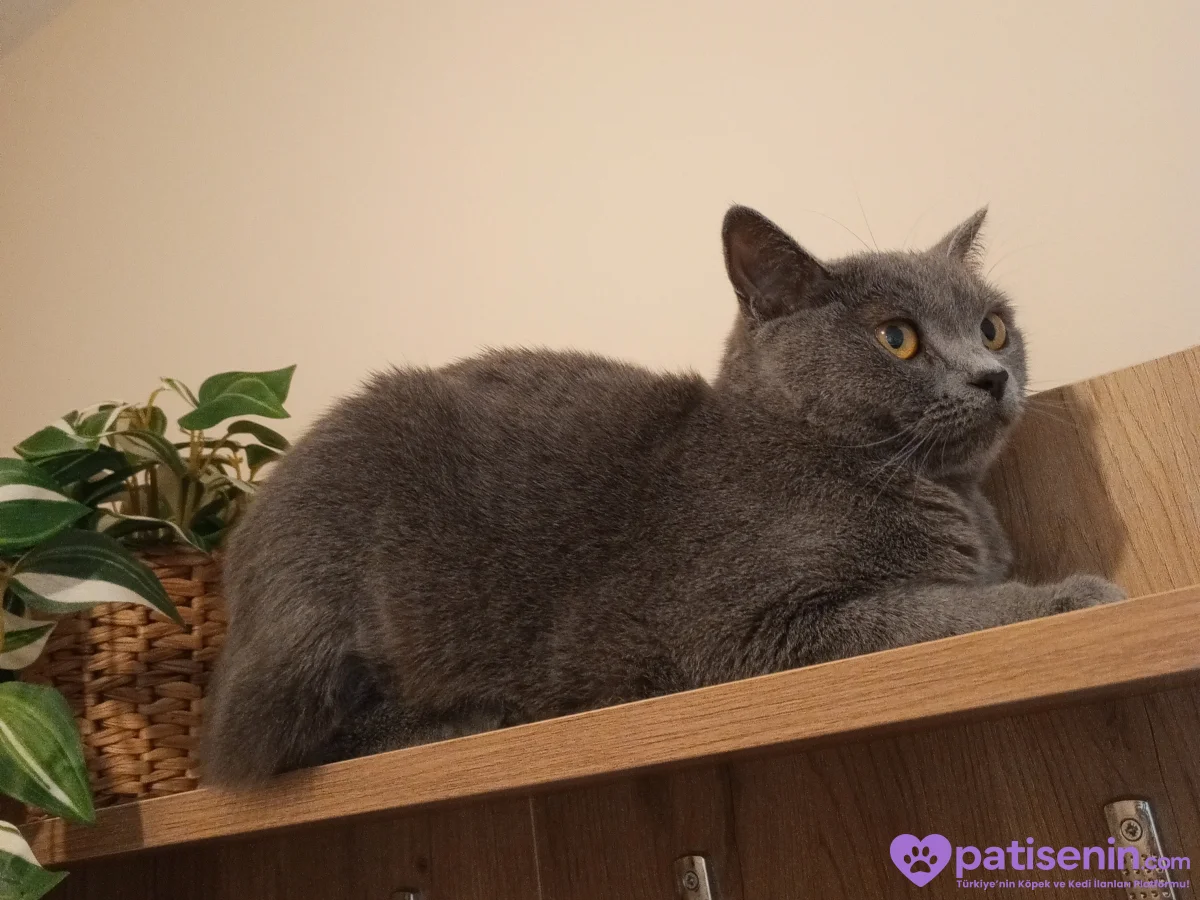 1 yaşında British shorthair 1