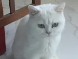 3 yaşında sakin tırmalama yapmaz uysal ev kedimiz
