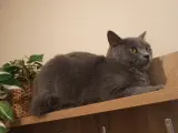 1 yaşında British shorthair