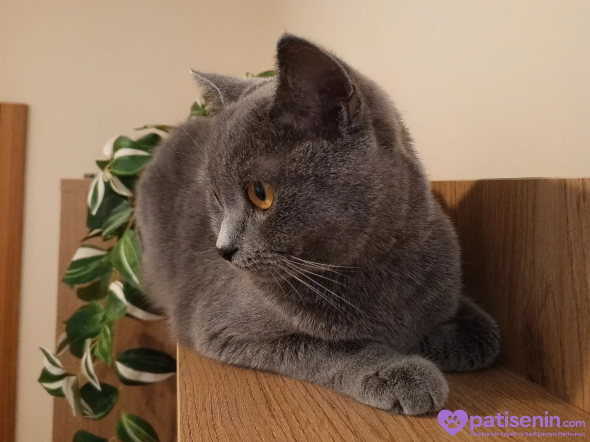 1 yaşında British shorthair 2