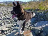 5 aylık dişi amerikan akita