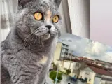 3 yaşında British Shorthair cinsi