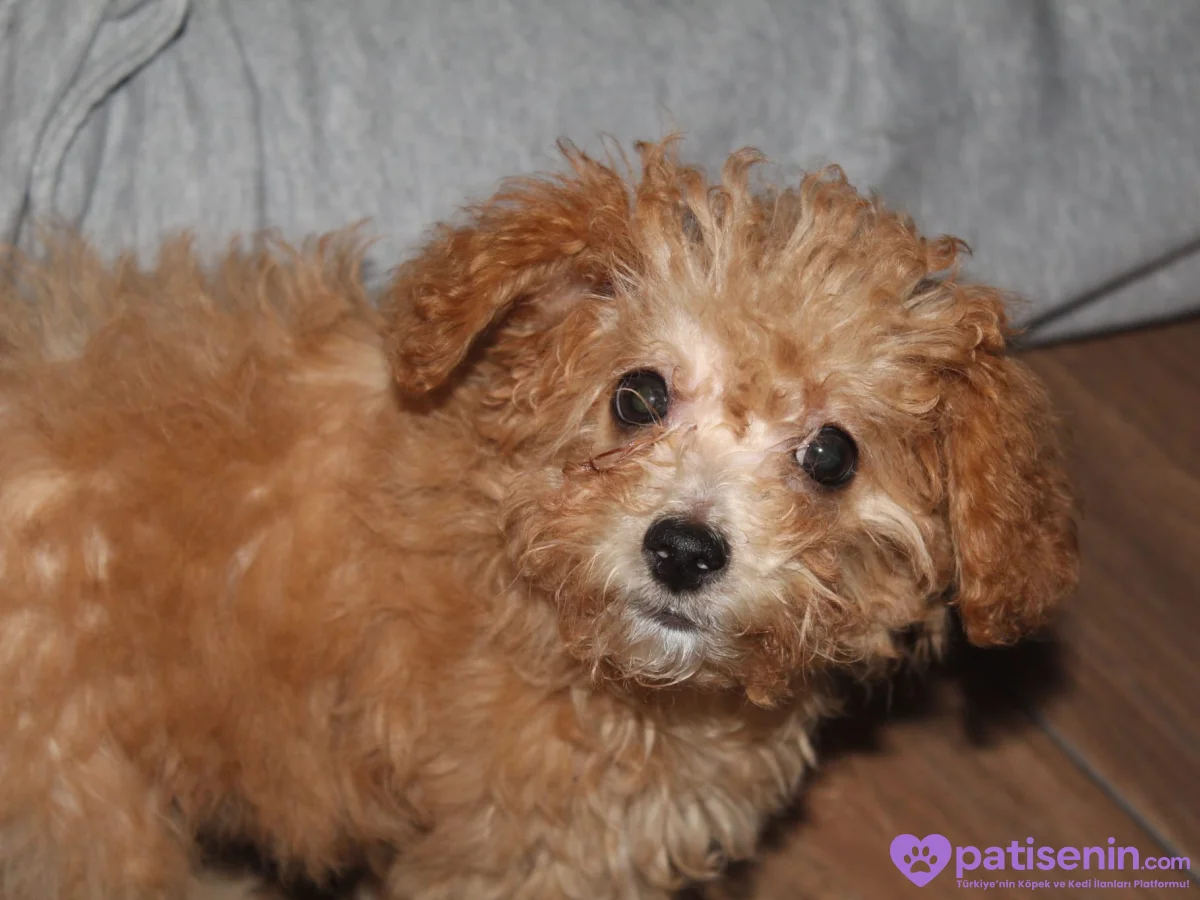 Maltıpoo ve maltese yavrular 1